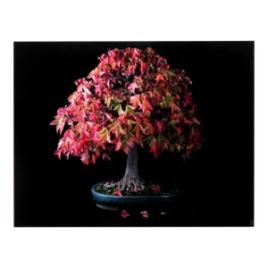 Trident Maple, Jonathan Singer