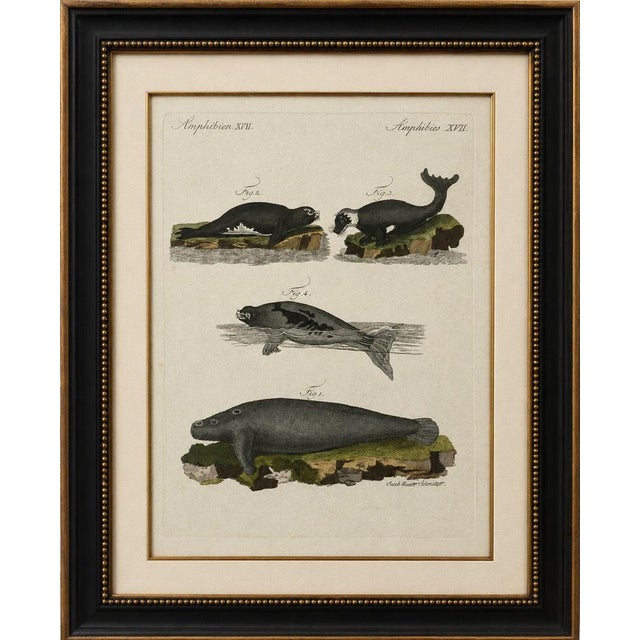 Original antique print of seals, sea lion and manatee by bertuch, 1790 original antique hand-colored copper engraving...