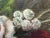 Marian Miller Original Floral Still Life Painting in the Style of Jean Baptiste Robie For Sale - Image 9 of 12