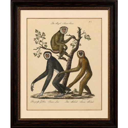 Antique Gibbons & Monkeys Lithograph by Karl Joseph Brodtmann, 1816 This striking early 19th-century hand-colored...
