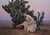 Prickly Pear by Derek Harrison | Oil on Linen Woman gathering fruit near a cactus plant. For Sale