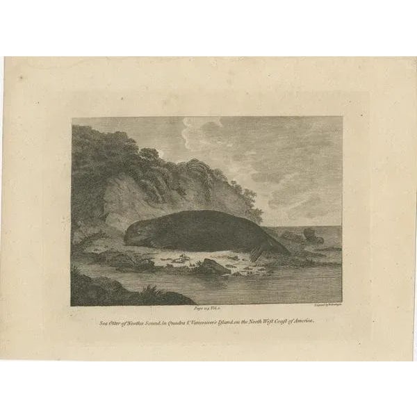 The image depicts a copperplate engraving of a sea otter from Nootka Sound, located in Quadra and Vancouver Island on the...