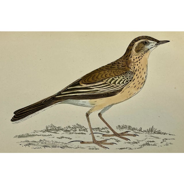 Illustration Antique Bird Print From England Showcasing a Gorgeous Brown Richard’s Pipit - Circa 1888 For Sale - Image 3 of 11