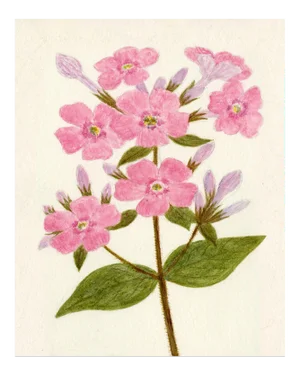 Hubbard Flower, Small: 4778 Artwork, Unframed Artwork