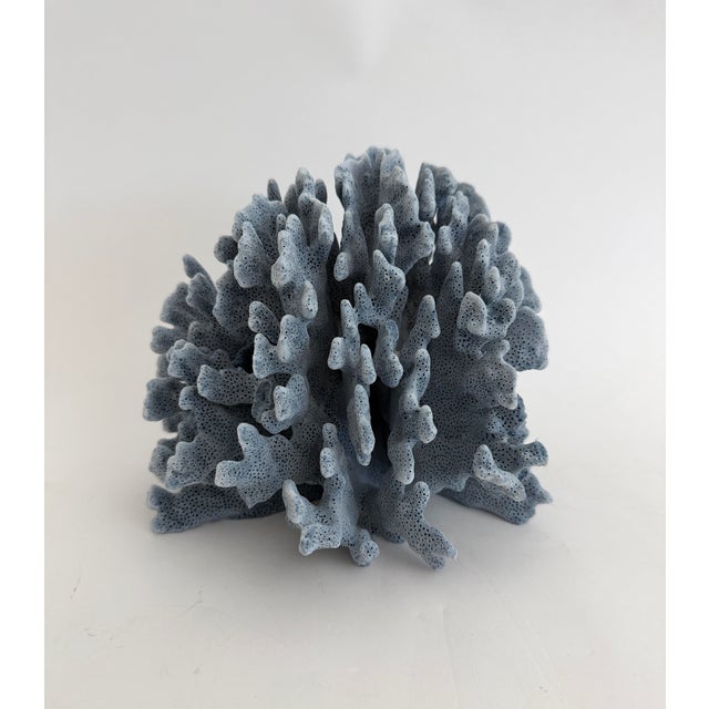 Shell Natural Blue Coral Specimen Coastal Decor For Sale - Image 7 of 7