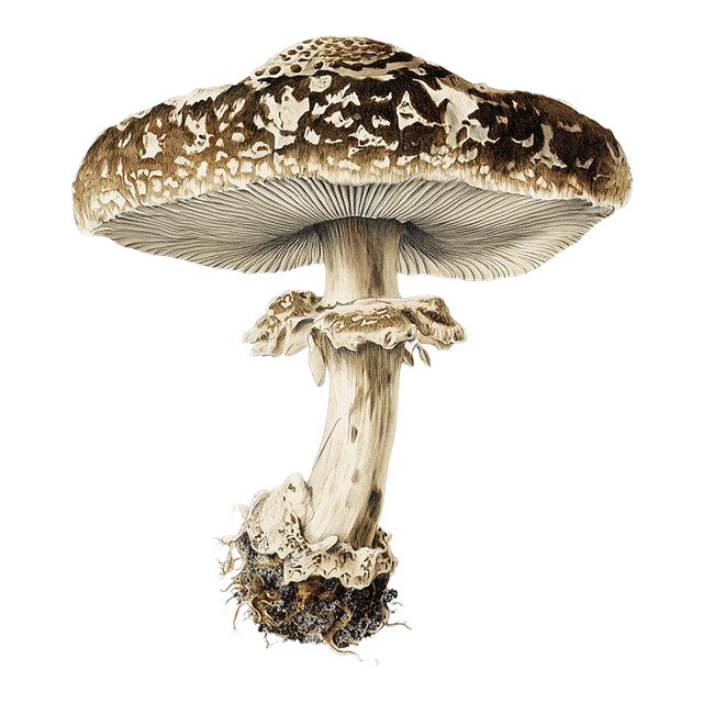'Ringed_Milk-Cap' or 'Lactarius Circellatus' Mushroom - Original Botanical Herbarium Watercolor & Pencil Fine Art Print...