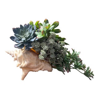 Celestial Meets the Sea Succulent Arrangement For Sale