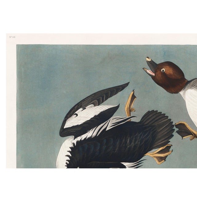 Black John James Audubon Golden-Eye Duck From Birds of America, Vintage Art Print Reproduction, 24″ × 18″ For Sale - Image 8 of 10