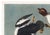 Black John James Audubon Golden-Eye Duck From Birds of America, Vintage Art Print Reproduction, 24″ × 18″ For Sale - Image 8 of 10