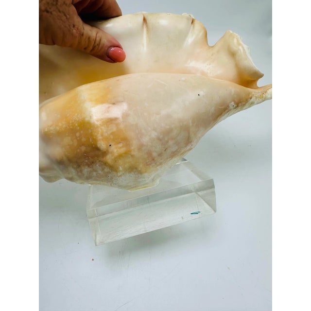 Vintage Coastal Large Shell on Lucite Stand For Sale In Charleston - Image 6 of 7