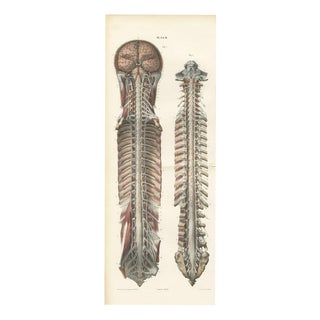 Hirschfeld and Leveille, Brain and Spinal Cord with the Spinal Nerves, 1866, Paper For Sale