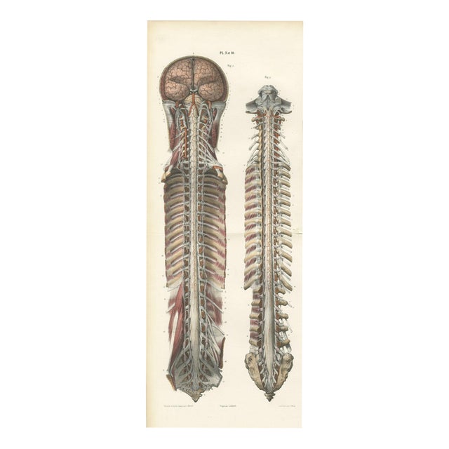 Hirschfeld and Leveille, Brain and Spinal Cord with the Spinal Nerves, 1866, Paper For Sale