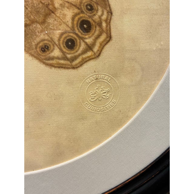 Illustration Natural Curiosities Brown & Gold Eyespot Butterfly Round Framed Print For Sale - Image 3 of 4