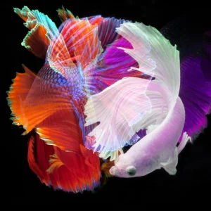 "Betta Collage 59" Contemporary Photograph of a Fish