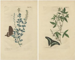 Meerburgh, Botanicals and Butterflies, 1775, Set of 2