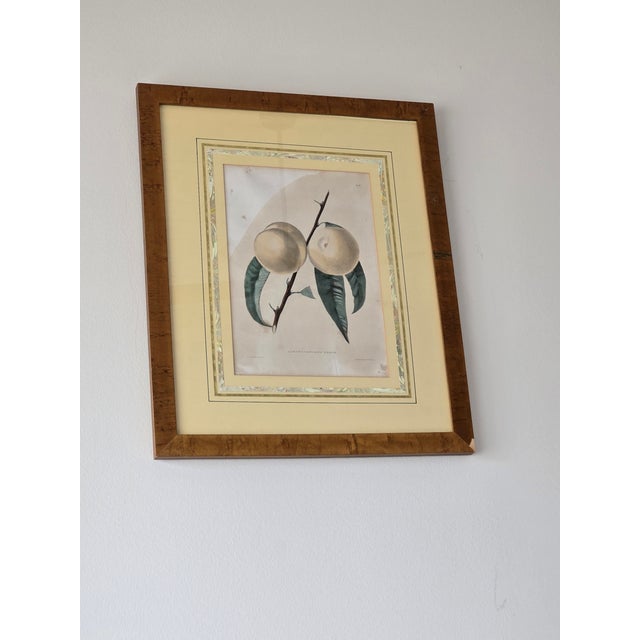 Wood Vintage Framed Pomological Fruit Prints, Set of Three For Sale - Image 7 of 18
