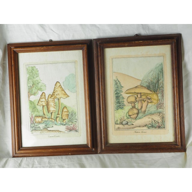 Green 1970s French Pair of Colorized Mycological Lithographs of Coprinus Comatus and Psalliotta Arvensis For Sale - Image 8 of 11