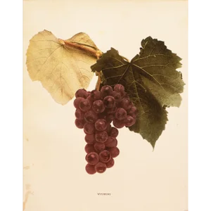 1900s U. P. Hedrick, Original Antique Photogravure of Wyoming Grapes