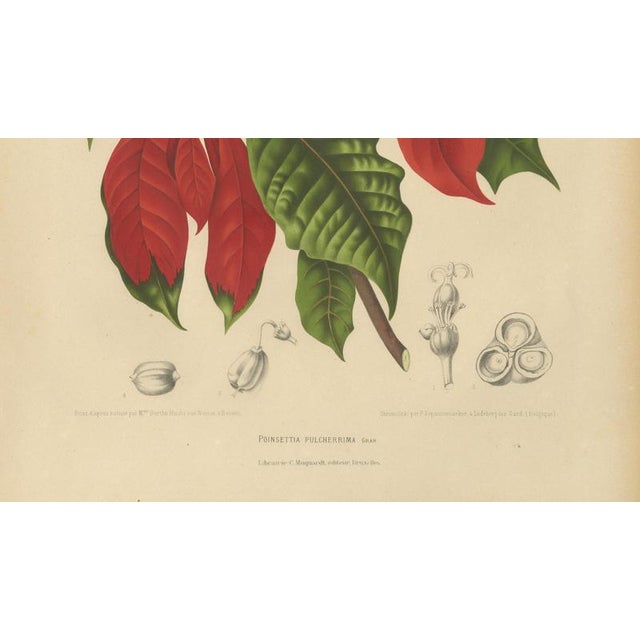 Berthe Hoola van Nooten, Poinsettia, 1880, Chromolithograph For Sale - Image 6 of 9
