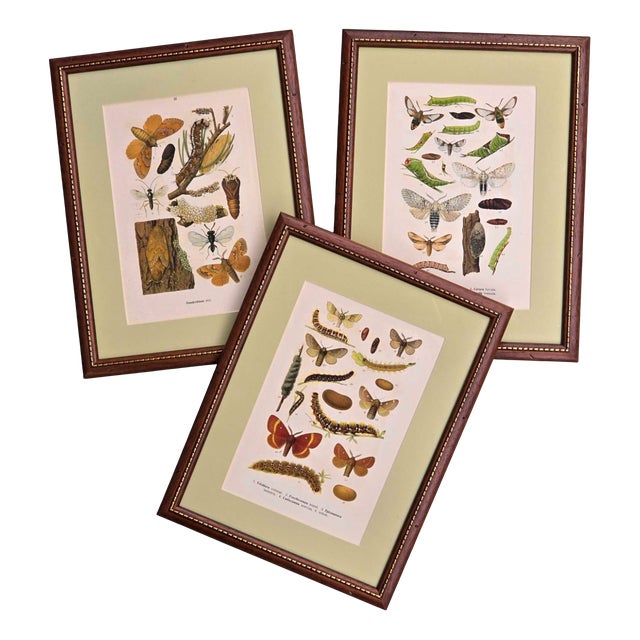 Karl Eckstein, Lepidoptera, 1915, Lithographs, Framed, Set of 3 For Sale