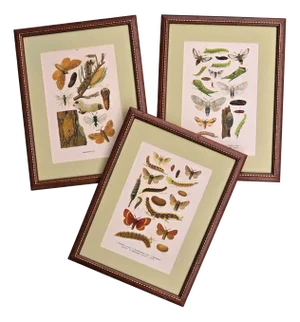 Karl Eckstein, Lepidoptera, 1915, Lithographs, Framed, Set of 3