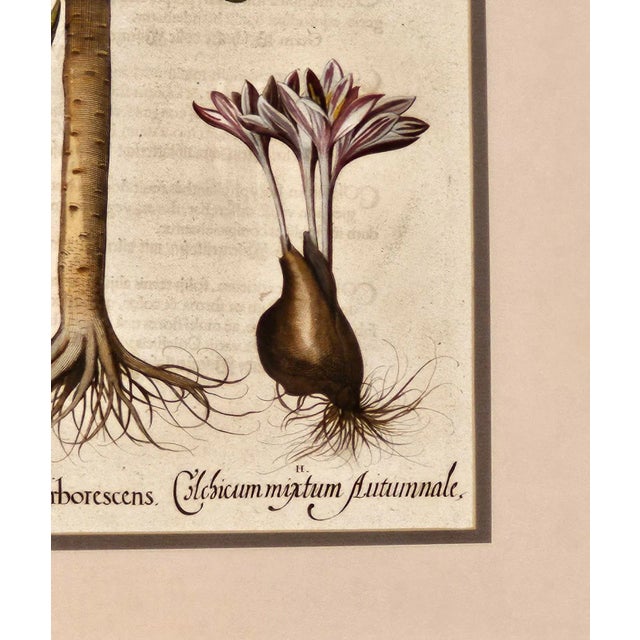 Basilius Besler, Page From "Hortus Eystettensis" (1613) For Sale - Image 9 of 12