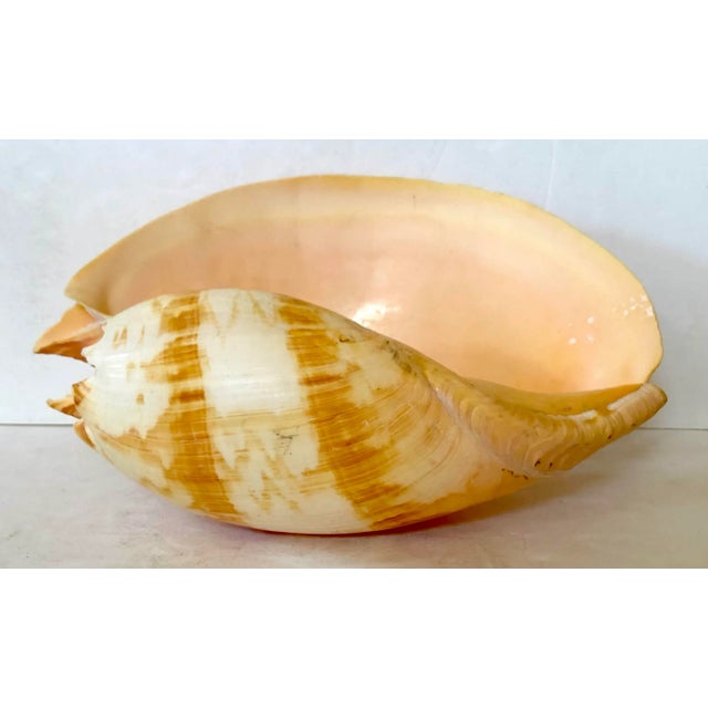 Large Melo Amphora Shell For Sale - Image 10 of 10