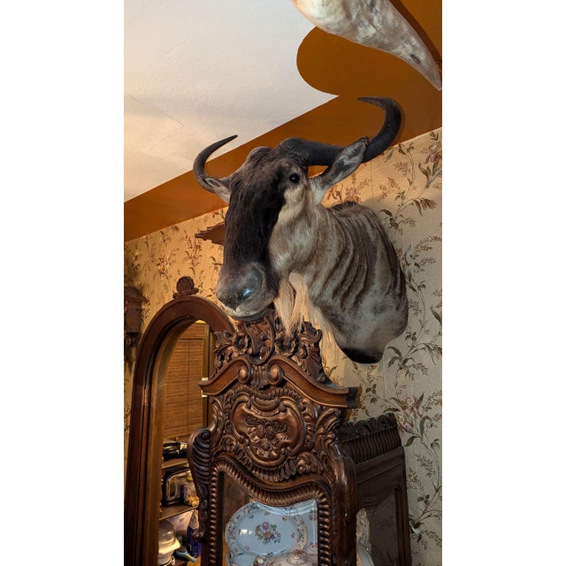 Very nice Wildebeest wall mount, perfect size and weight, no loss and good expression. Dimensions at wall 24 x14, horns 27...