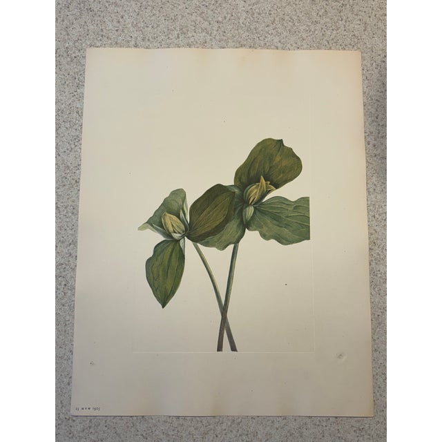Figurative Lovely 19th C. Botanical Color Print on Paper With Genus Biography - Toad Trillium - Set of 2 For Sale - Image 3 of 7