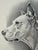 Original graphite pencil drawing by American artist and illustrator Theodore E. Schrock (1879–1952), depicting a side-...