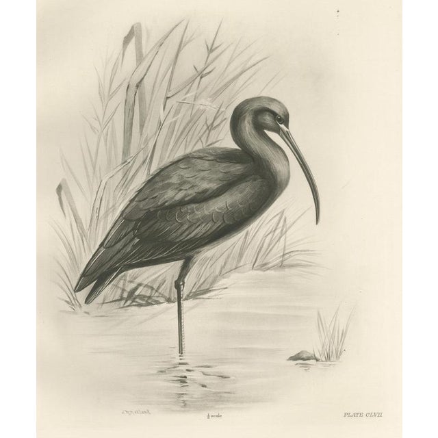 After Lilian Medland, Glossy Ibis, 1909, Print For Sale - Image 9 of 9