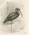 After Lilian Medland, Glossy Ibis, 1909, Print For Sale - Image 9 of 9