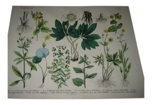 19c German Poison Plants Lithograph