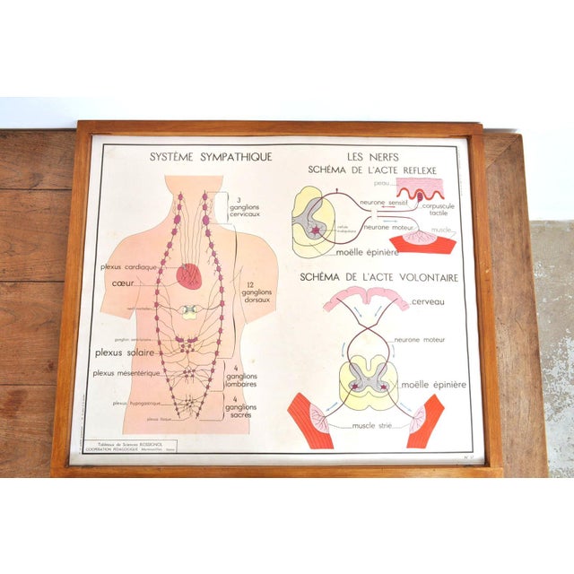 Red Vintage Double Sided School Posters in Frame of the Human Body, 1950s For Sale - Image 8 of 18