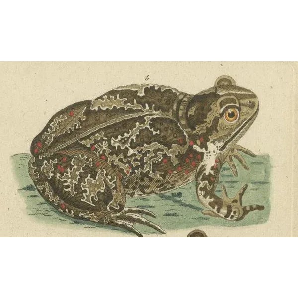 Late 18th Century Amphibians, Reptiles and Mammals, 1793, Paper For Sale - Image 5 of 7