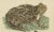 Late 18th Century Amphibians, Reptiles and Mammals, 1793, Paper For Sale - Image 5 of 7