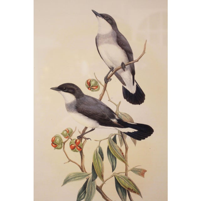 Framed 1970s reproduction Gould's White Tailed Robin lithograph. In print: "Eopsaltria Leucura, Gould"; "J. Gould and H.C....