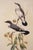 Framed 1970s reproduction Gould's White Tailed Robin lithograph. In print: "Eopsaltria Leucura, Gould"; "J. Gould and H.C....