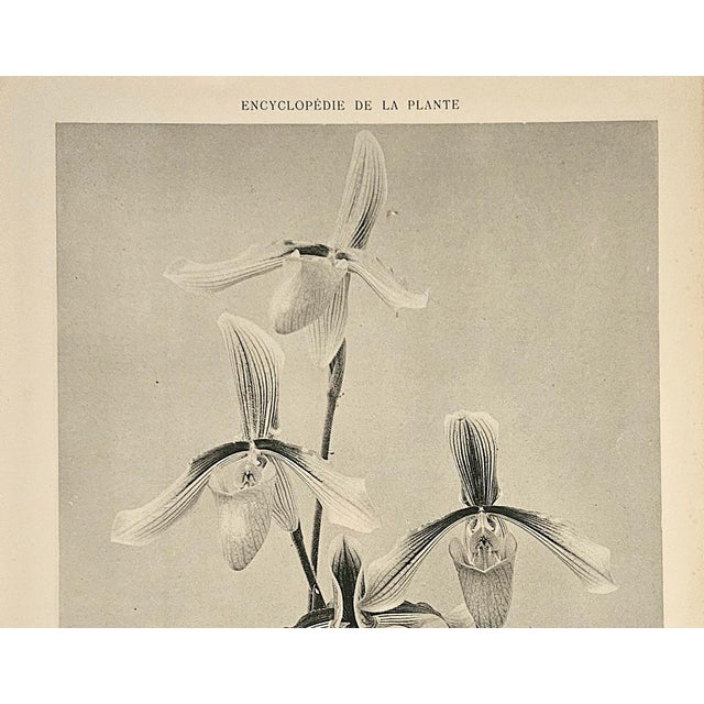 RARE! This is an original 1902 botanical photograph lithograph from a French portfolio of 4 volumes of "Encyclopedie de la...