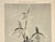 RARE! This is an original 1902 botanical photograph lithograph from a French portfolio of 4 volumes of "Encyclopedie de la...