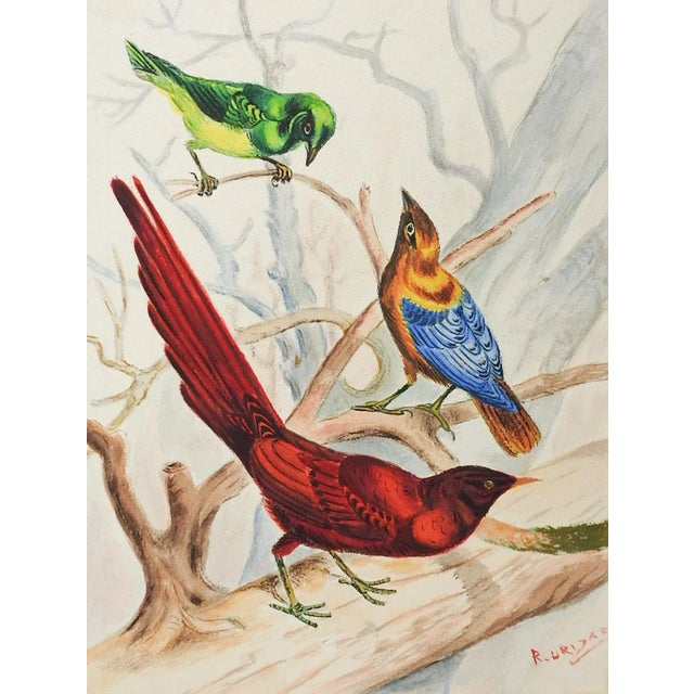 English Vintage Bird Study Watercolor Painting For Sale - Image 3 of 3