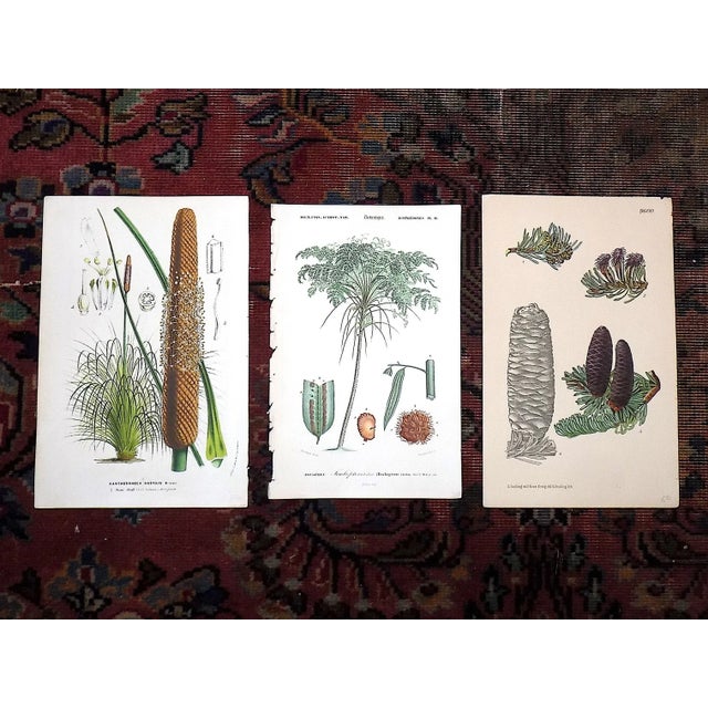 Antique 19th Century Botanical Lithographs - Set of 3 For Sale - Image 4 of 5