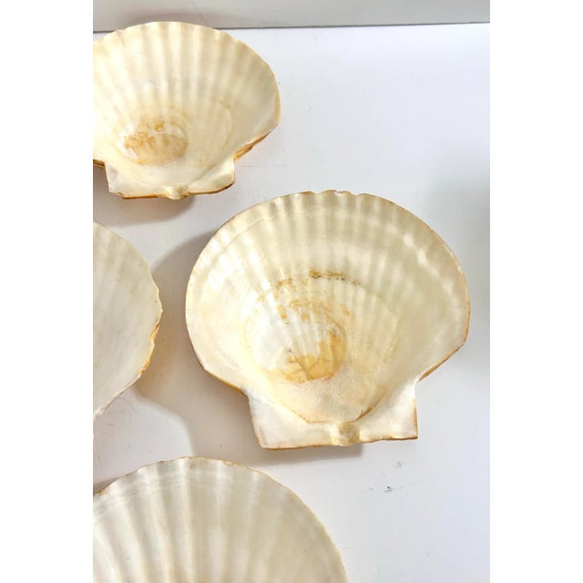 Vintage Natural Scallop Shell Appetizer Plates – Coastal Entertaining Seafood Serving Set (7) For Sale - Image 11 of 12