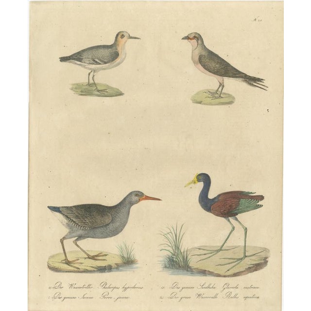 Brodtmann, Shorebirds, Jacana & Water Rail Pair, Hand-Colored Lithographs, 1816, Set of 2 For Sale - Image 10 of 12