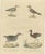 Brodtmann, Shorebirds, Jacana & Water Rail Pair, Hand-Colored Lithographs, 1816, Set of 2 For Sale - Image 10 of 12