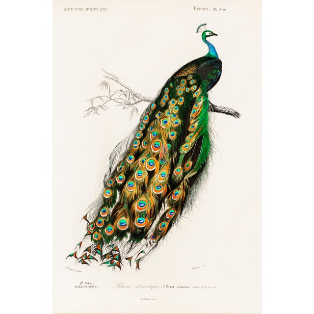 Peacock Antique Illustration, Vintage Bird Art Print Reproduction, 24″ × 36″ For Sale