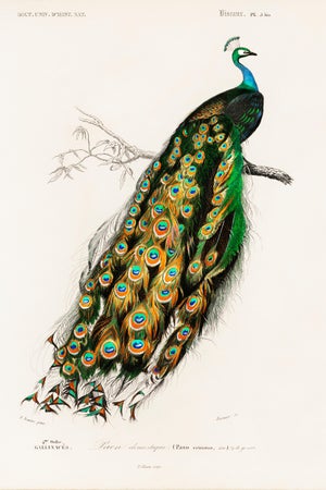 Peacock Antique Illustration, Vintage Bird Art Print Reproduction, 24″ × 36″