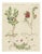 Bertuch, Bilberry, Lingonberry and Cranberry, 1805, Print For Sale