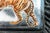 Fierce Hand Painted Enamel Tiger Antique Sterling Silver Luxury Cigarette Case Holder Tobacciana For Sale - Image 9 of 18