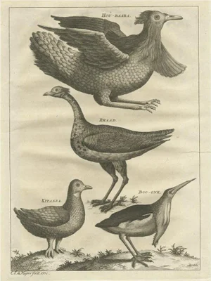 Houbara and the Arabian Bustard and More, 1773, Paper